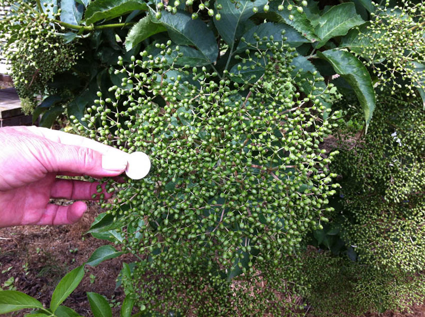 sambucus-nigra-haidegg-17-3