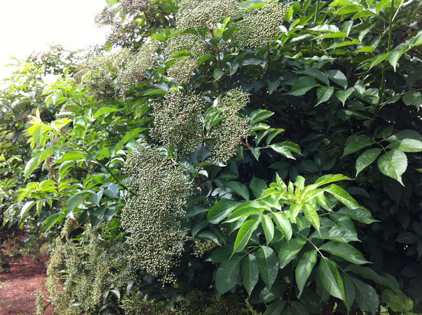 sambucus-nigra-haidegg-17-5