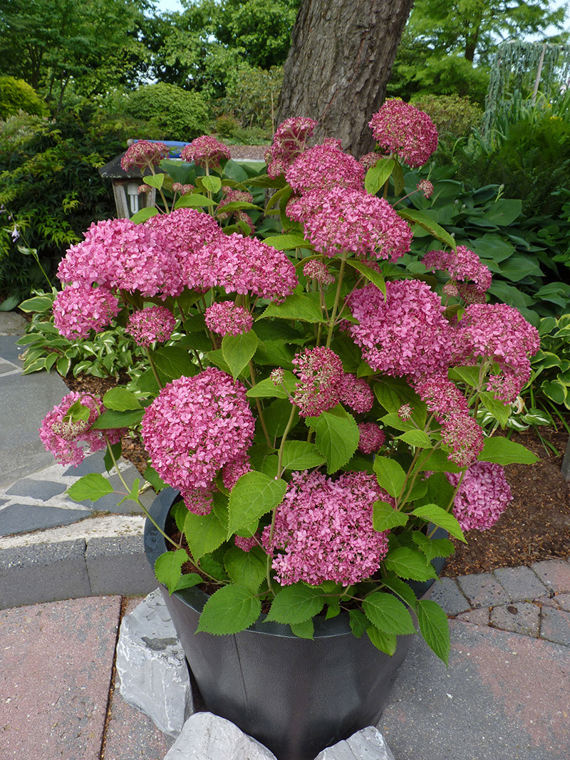 hydrangea-arborescens-pink-annabelle-1053b13e6f12c1a