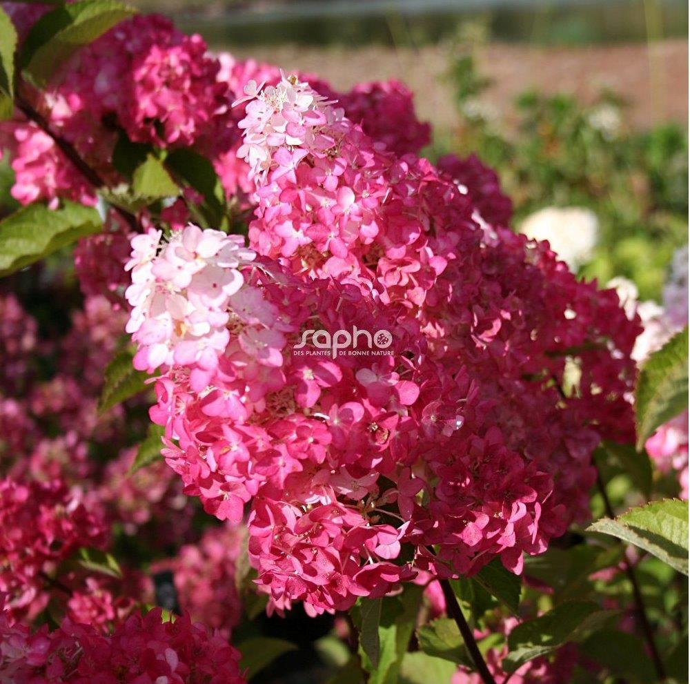 HYDRANGEA-paniculata-Fraise-Melba-3