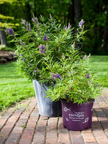Vitex-BluePuffball-3