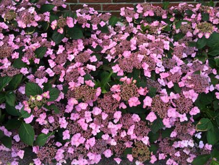HYDRANGEA serrata ´Koreana´