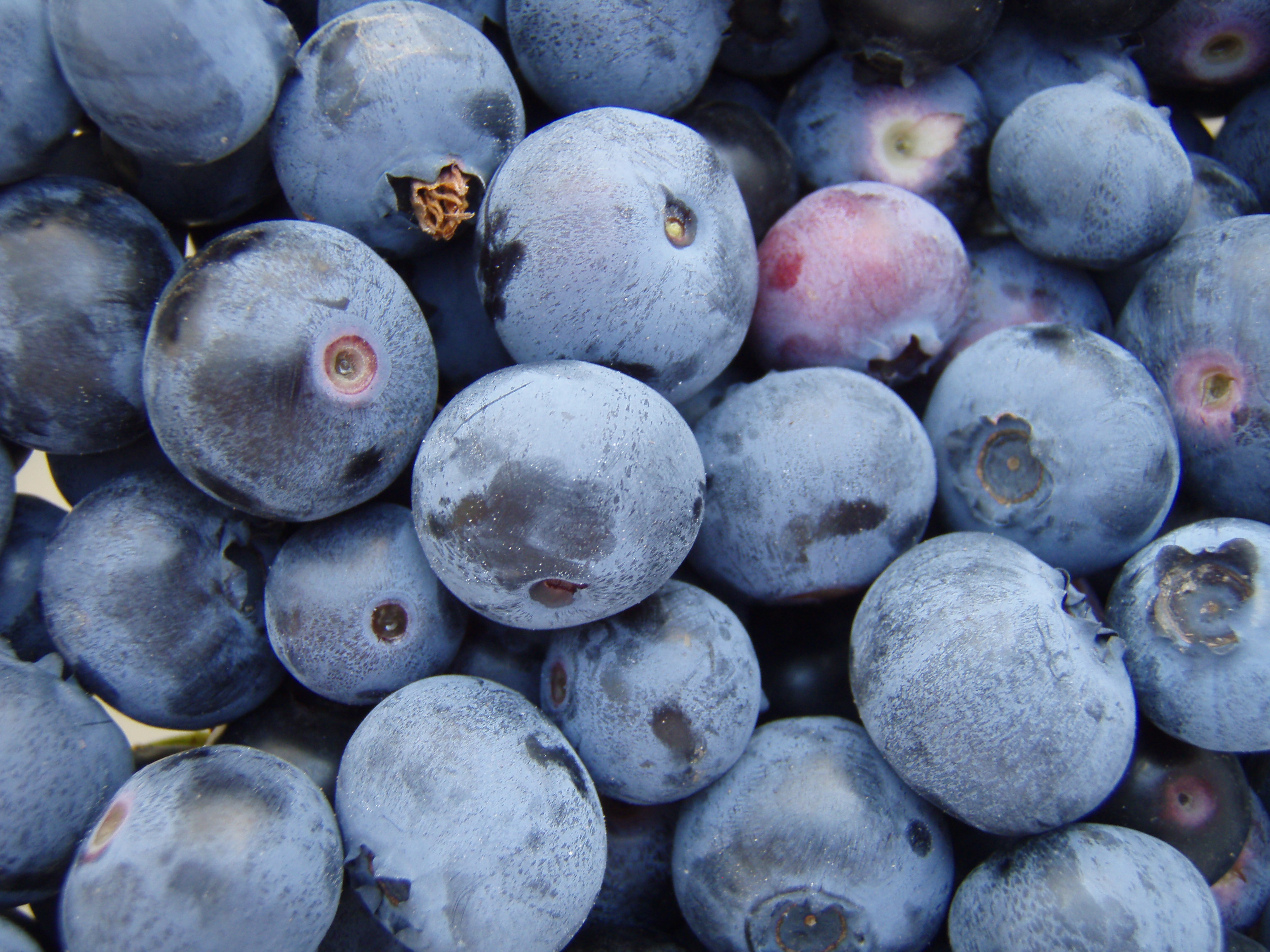 Vaccinium-corymbosum-Chandler6