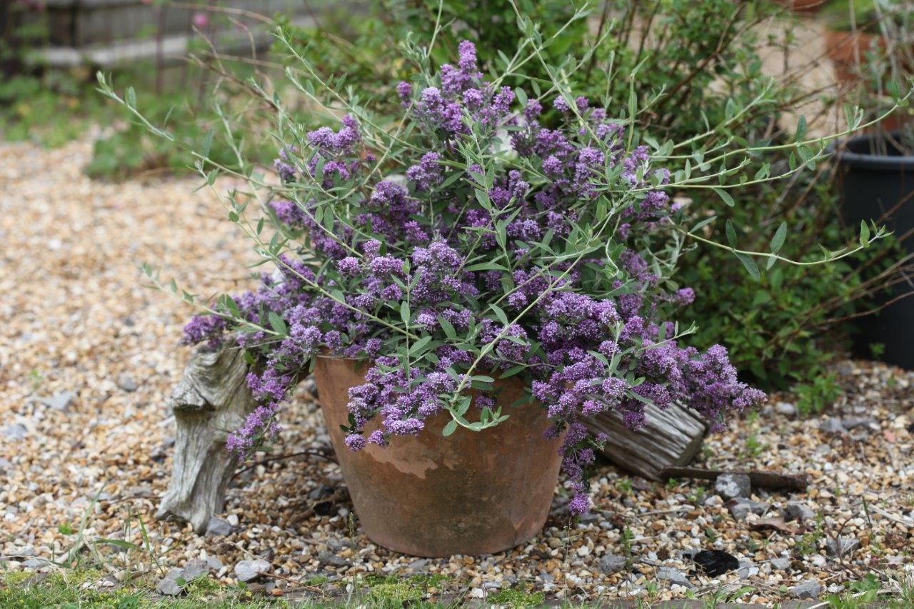 Buddleja-alternifolia-Unique-5