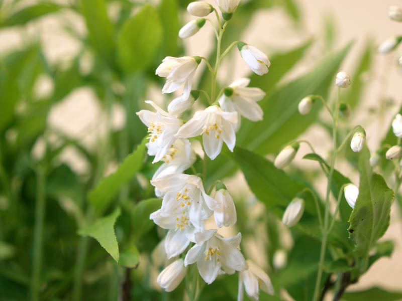 deutzia-gracilis-5