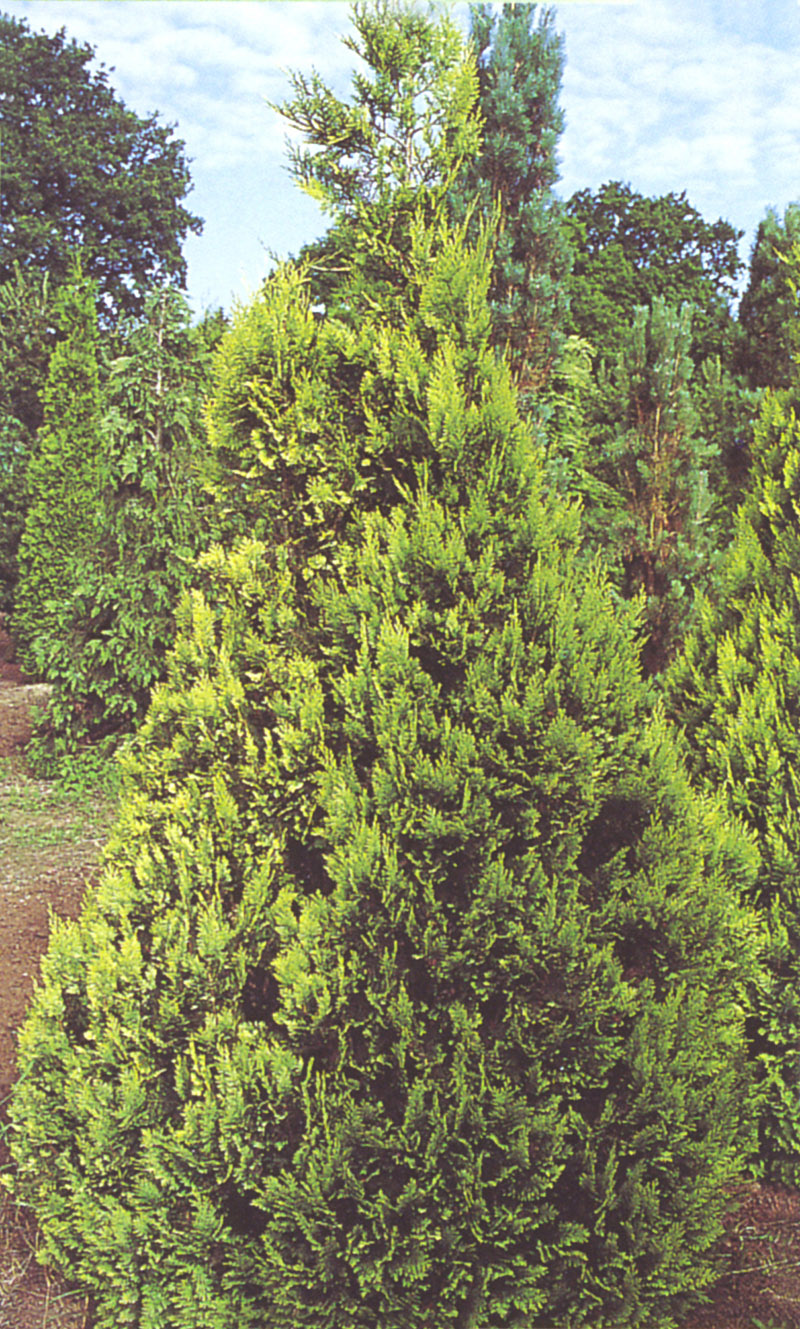 CHAMAECYPARIS lawsoniana ´Alumigold´