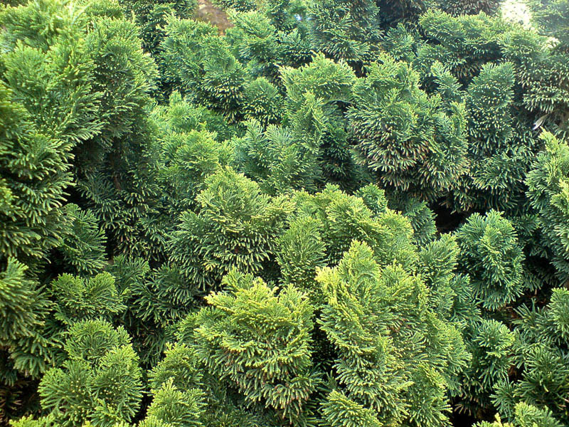 CHAMAECYPARIS obtusa ´Nana Gracilis´