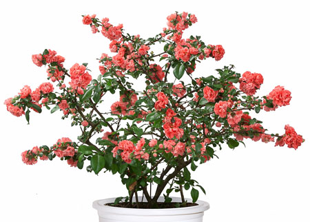 chaenomeles-double-take-pink-storm-5