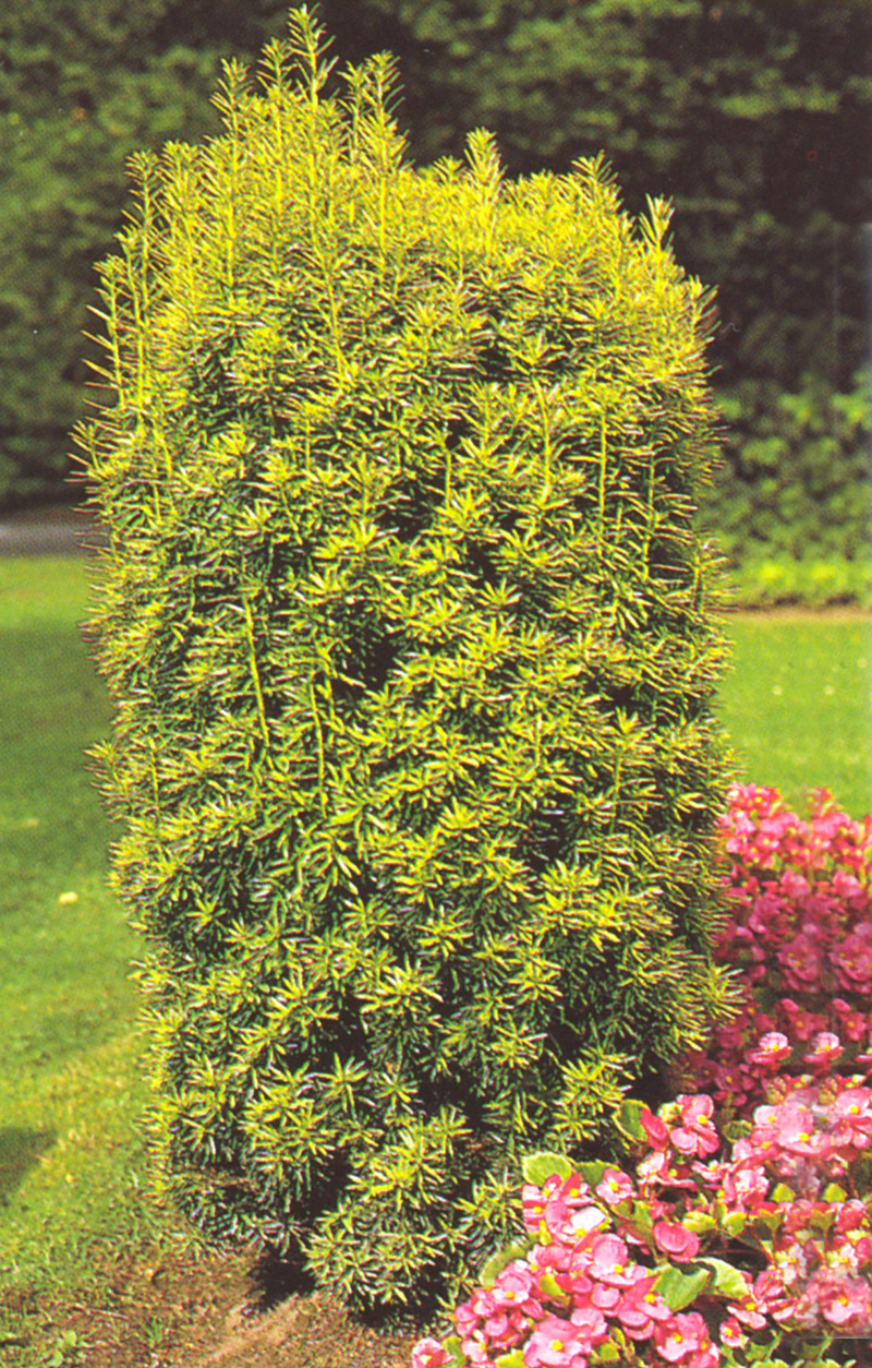 Golden Irish Yew 