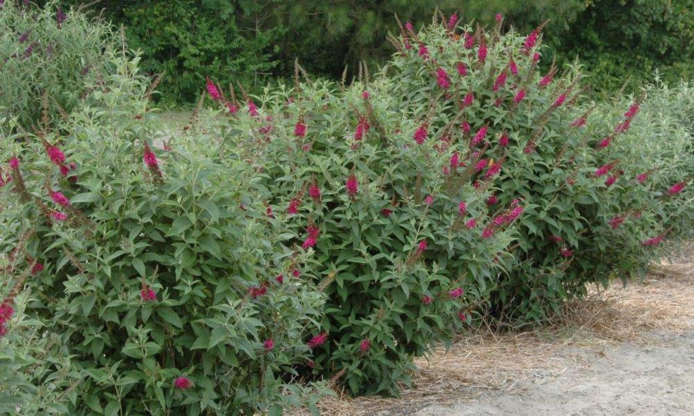 buddleja-red-chip5613d4d192ef1