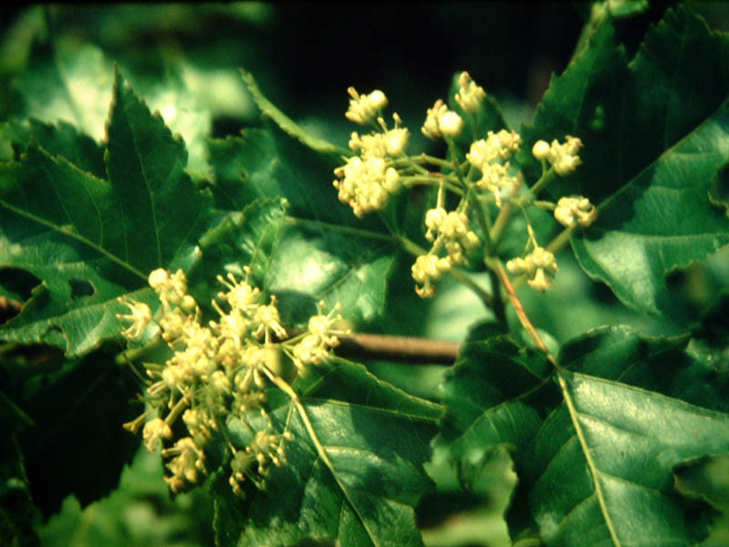 ACER ginnala (= tataricum ssp. ginnala)