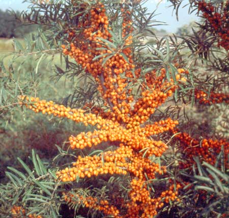 hippophae-rhamnoides-leikora-2