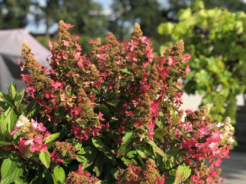 HYDRANGEA-paniculata-Magical-Vesuvio-2