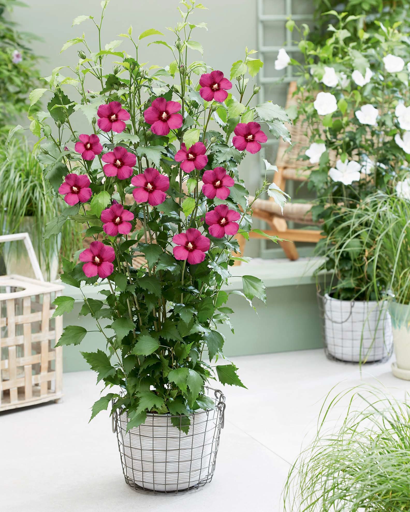 Hibiscus-Flower-Tower-Ruby-plant HIBISCUS syriacus ´Flower Tower Ruby´ (´Gandini van Aart Ruby´)Ⓢ
