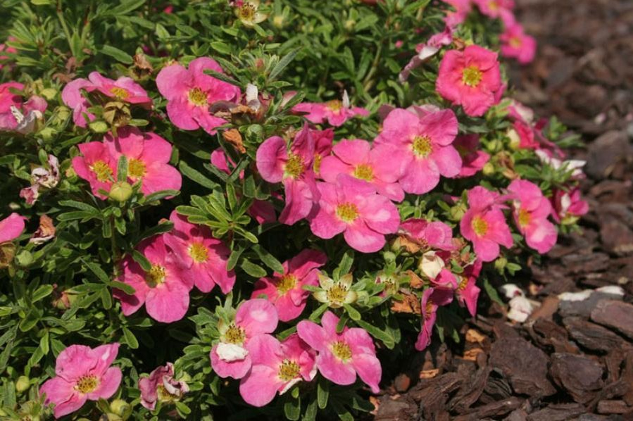 Potentilla-fruticos-belissima3