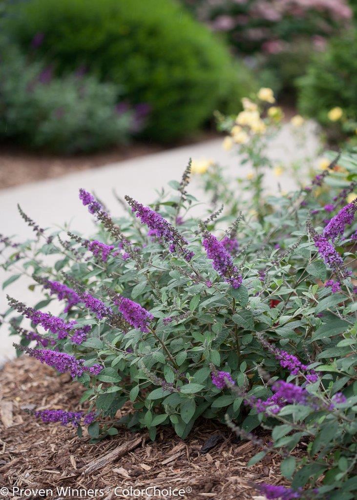 buddleja-blue-chip-jr-5