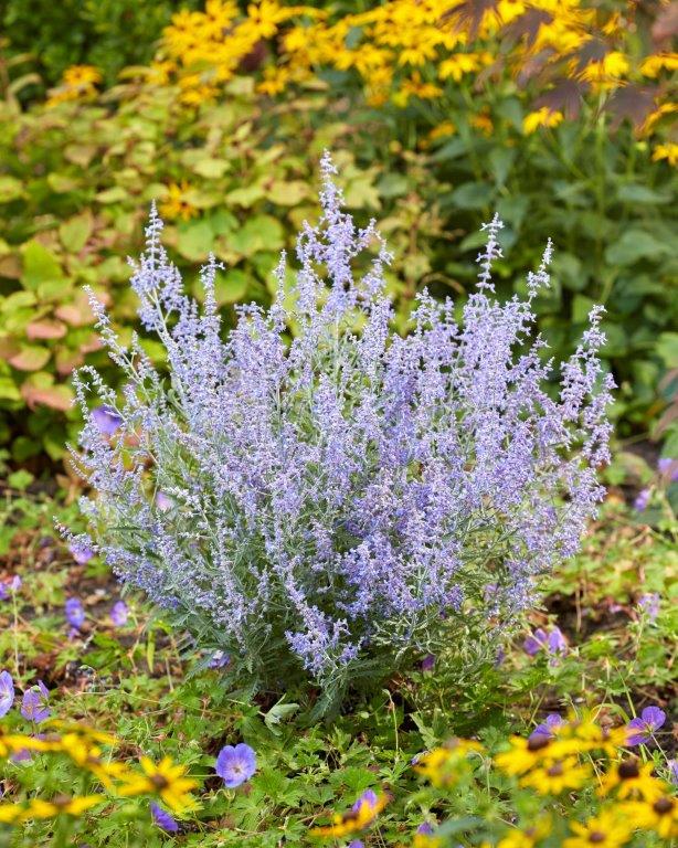 Perovskia-Lacey-Blue-Lisslitt-15