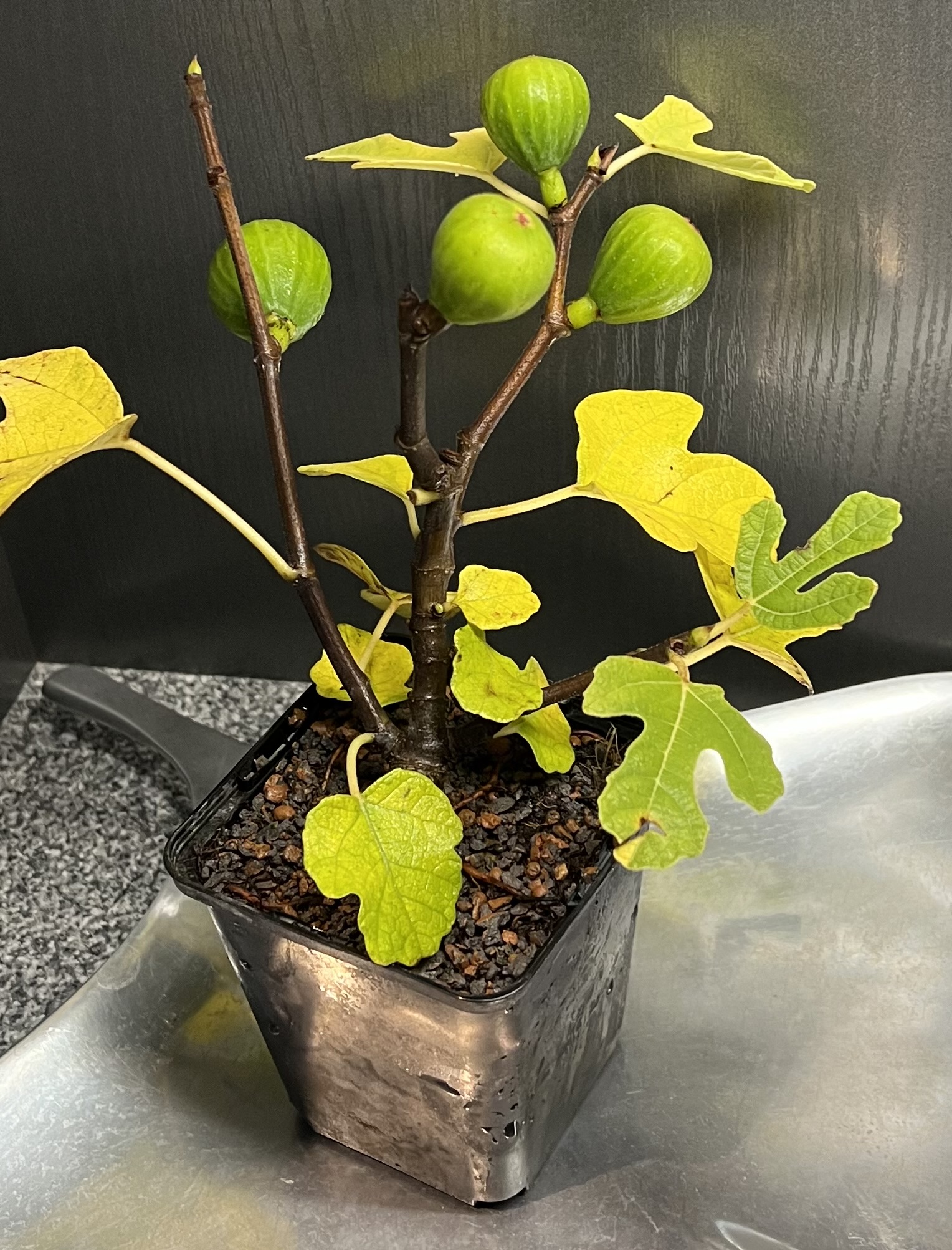 FICUS-carica-Firoma-18