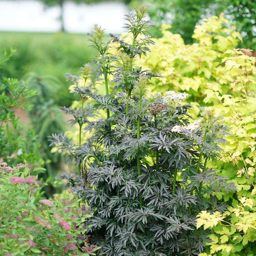 Sambucus-Laced-Up-7