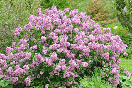 syringa-meyeri-lillifee-5578765461a9fb