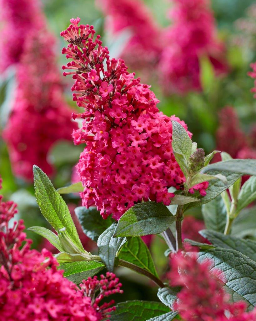 Buddleja-Butterfly-Candy-Little-Ruby_visi198584