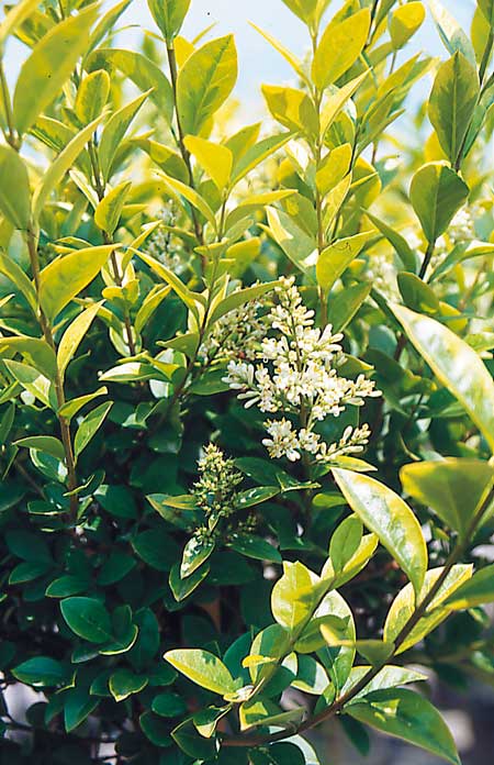 ligustrum_ovalifolium_aureum