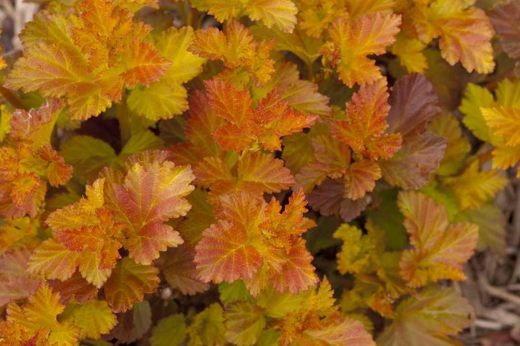 PHYSOCARPUS-opulifolius-Amber-Jubilee-4