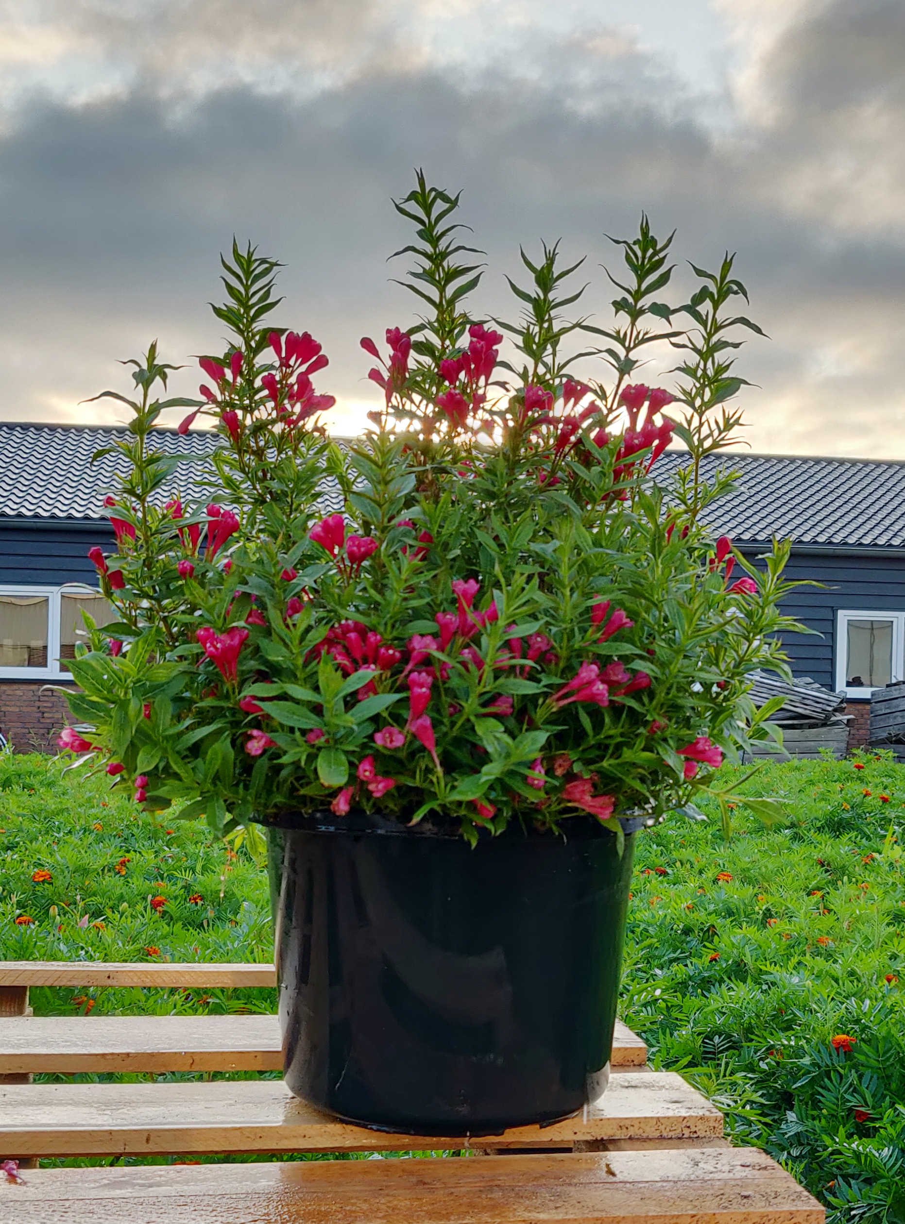 Weigela-Picobella-Rosso_Weigela-Picobella-Rosso-2