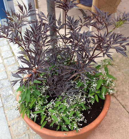 sambucus-nigra-black-lace12