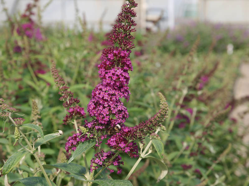 buddleja-red-chip-7