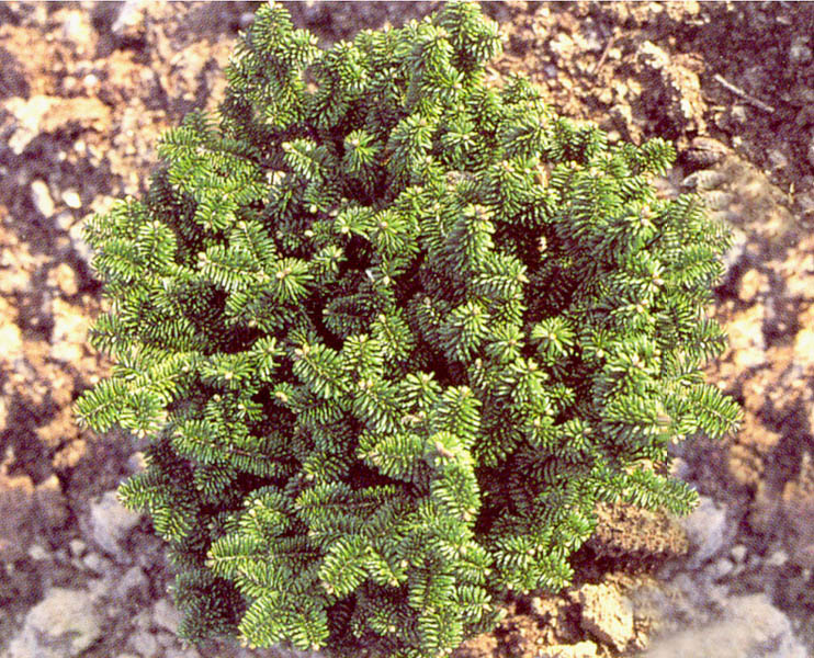 Dwarf Balsam Fir 