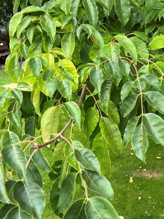 EUODIA-hupehensis-Tetradium-daniellii-4