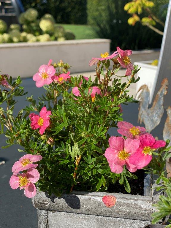 POTENTILLA-fruticosa-Lovley-Pink-17