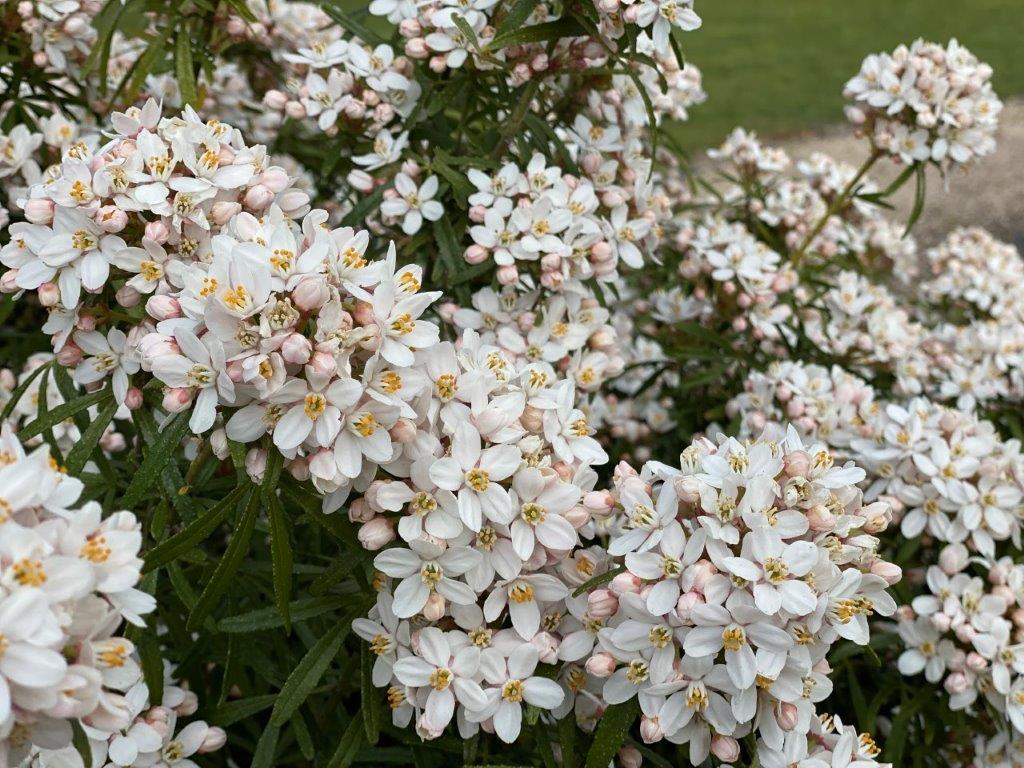 CHOYSIA-ternata-White-Dazzler-2
