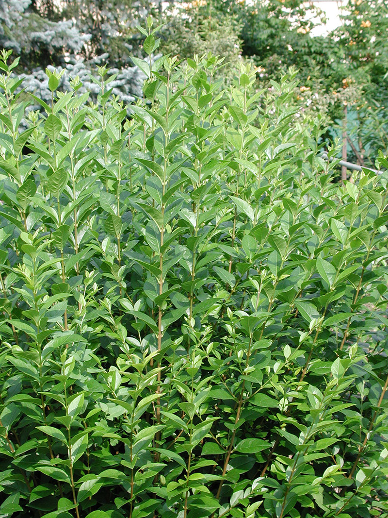 ligustrum-ovalifolium-detail-0153b12e254d725
