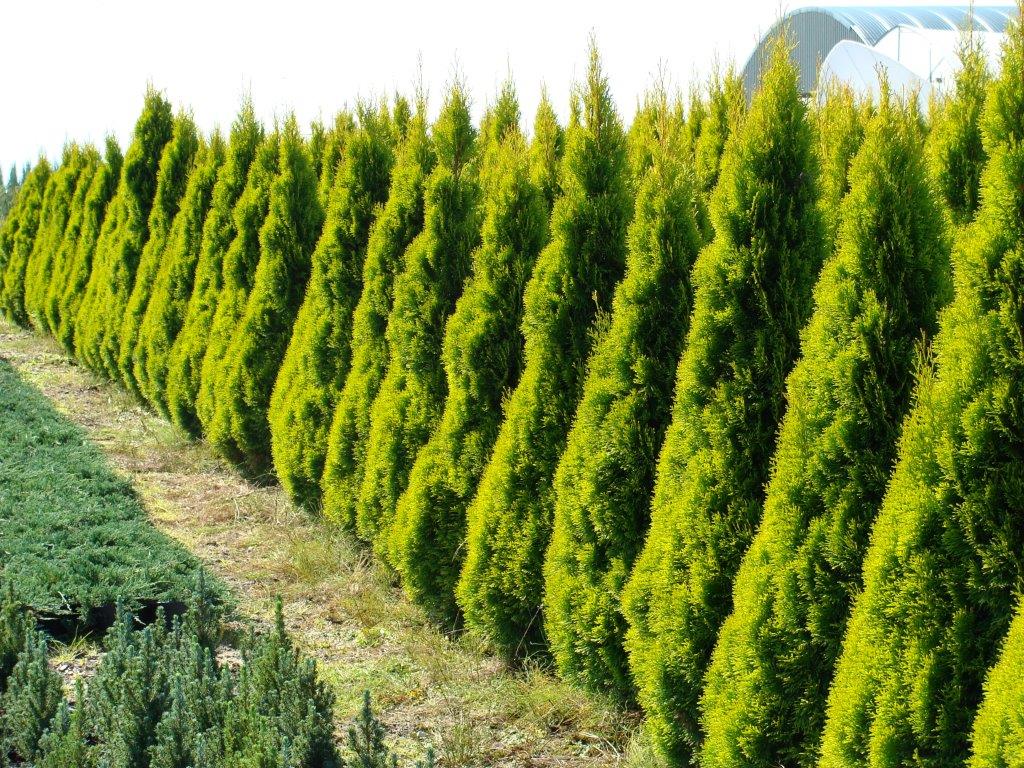 thuja-occidentalis-golden-smaragd-17