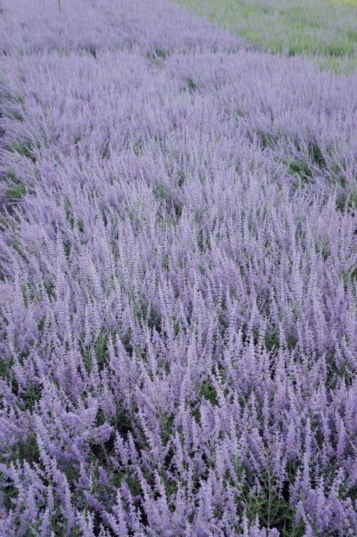 Perovskia-Lacey-Blue-Lisslitt-9