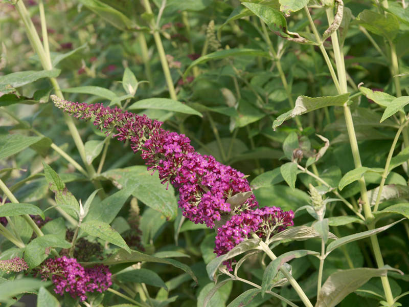 buddleja-red-chip-452fb8d43e8c44
