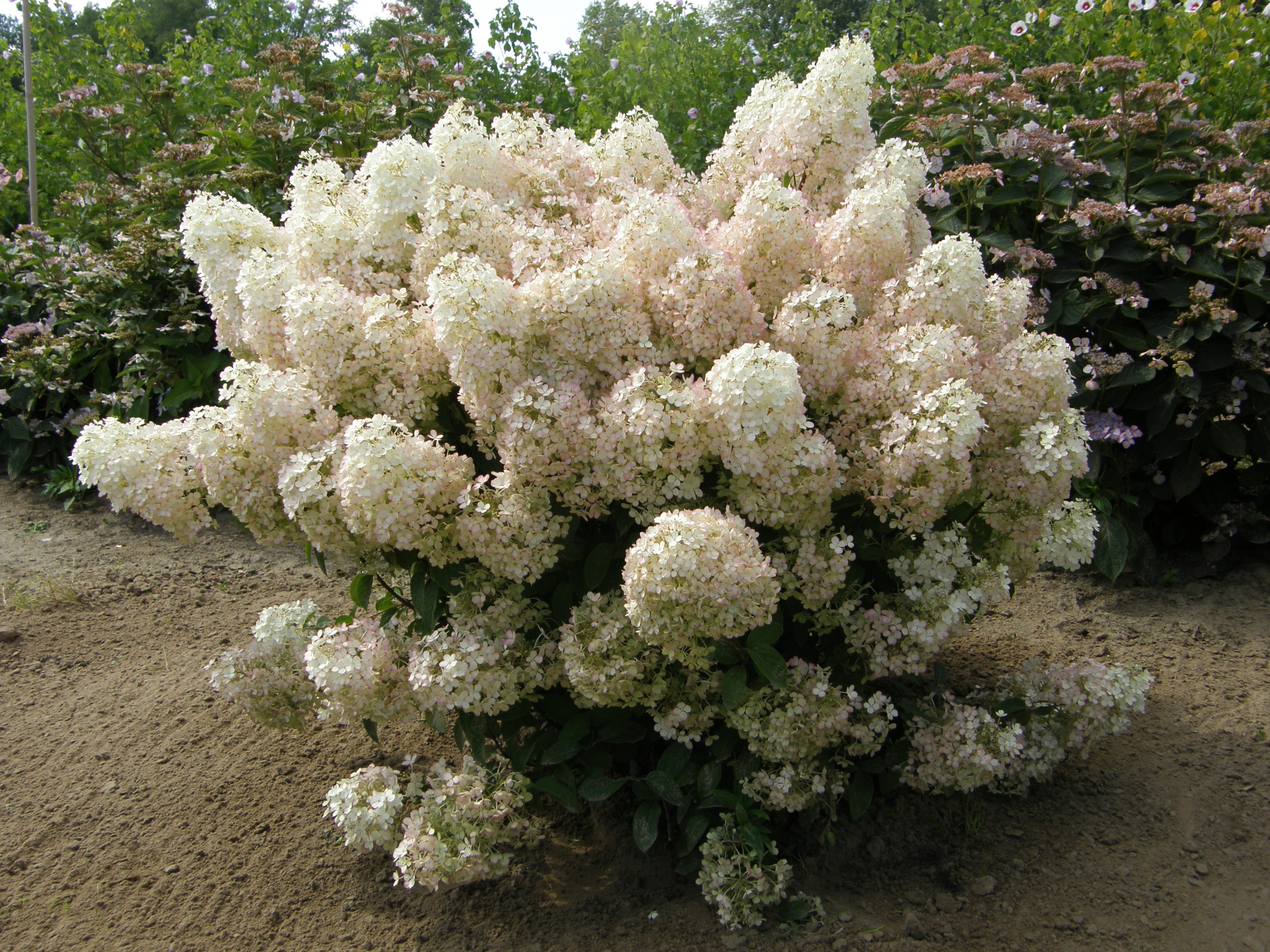 HYDRANGEA paniculata ´Bobo´® (´Ilvobo´)Ⓢ
