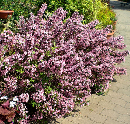 weigela_pink_poppet_france3