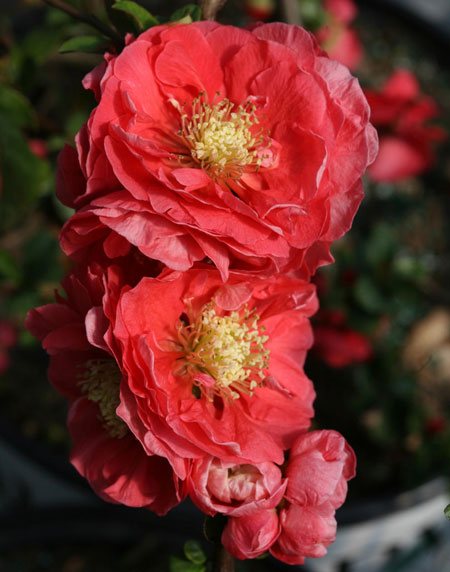 chaenomeles-double-take-pink-storm-7