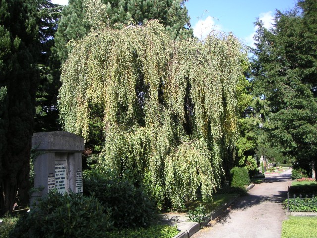 BETULA pendula ´Youngii´
