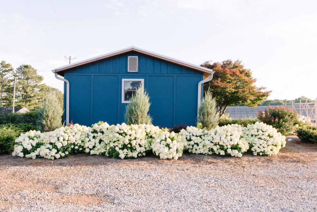 HYDRANGEA-pan-Little-Hottie-5