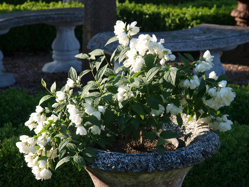 philadelphus-little-white-love