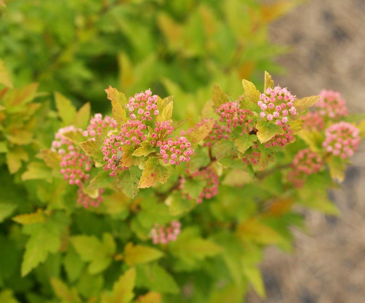 Physocarpus-opulifolius-Tiny-Wine-Gold-8