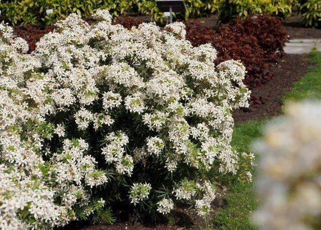 chtwhit-Choisya-White-Dazzler_Garden