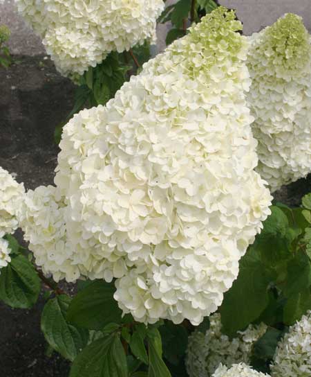 hydrangea-paniculata-magical-moonlight3
