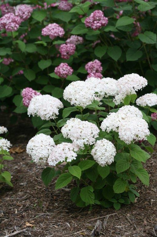 Hydrangea-arb-Bella-Ragazza-Blanchetta-5