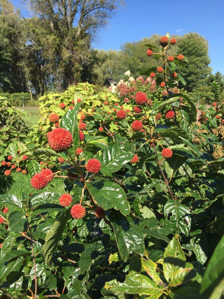 sugar_shack_cephalanthus_fruit