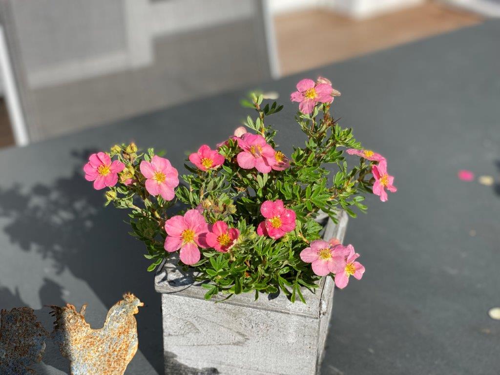 POTENTILLA-fruticosa-Lovley-Pink-20